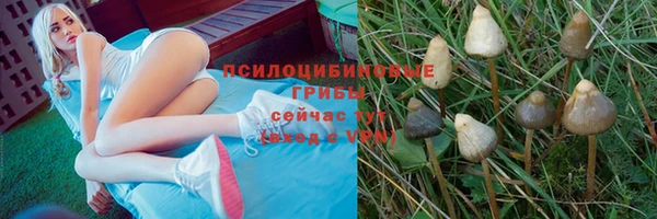 прущие грибы Арсеньев