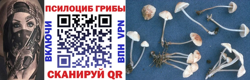 Купить  Железноводск  Галлюциногенные грибы Psilocybine cubensis 